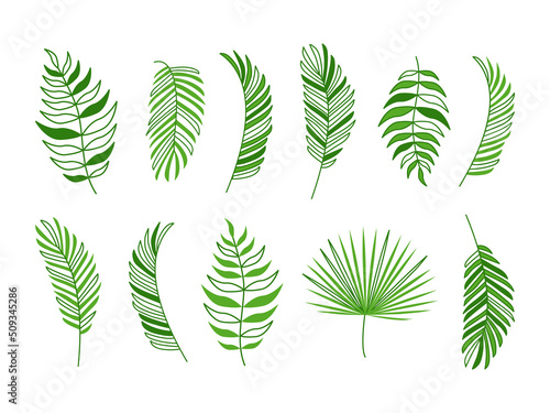 Palm leaf vector icon, coconut tree, green branch jungle, feather plant set, summer tropic tree, exotic foliage isolated on white background. Nature illustration