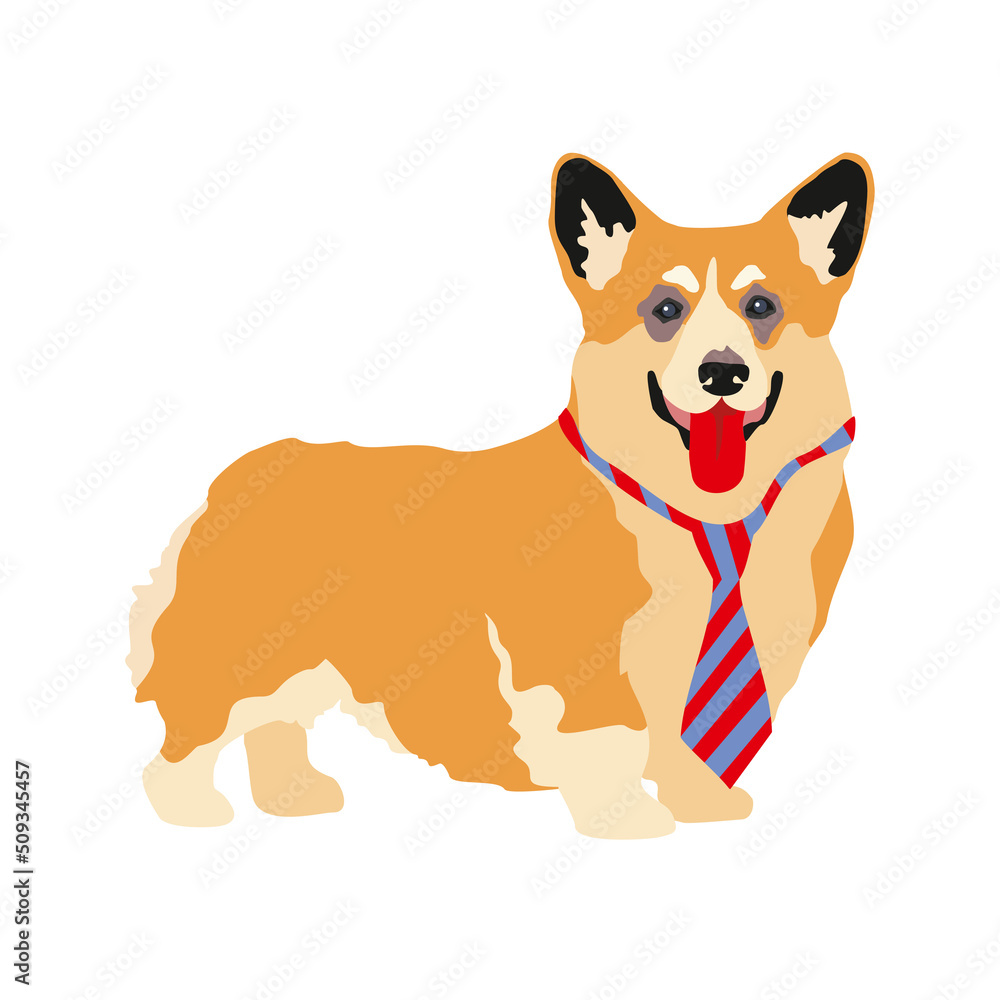 A cute friendly Welsh corgi puppy stands in a tie, smiling, sticking out his tongue, isolated on a white background. Pets, dog-themed design element in a flat style