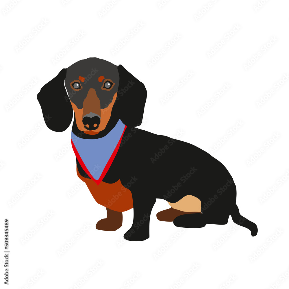 Cute friendly dachshund puppy sitting isolated on a white background. Pets, dog-themed design element in a modern simple flat style