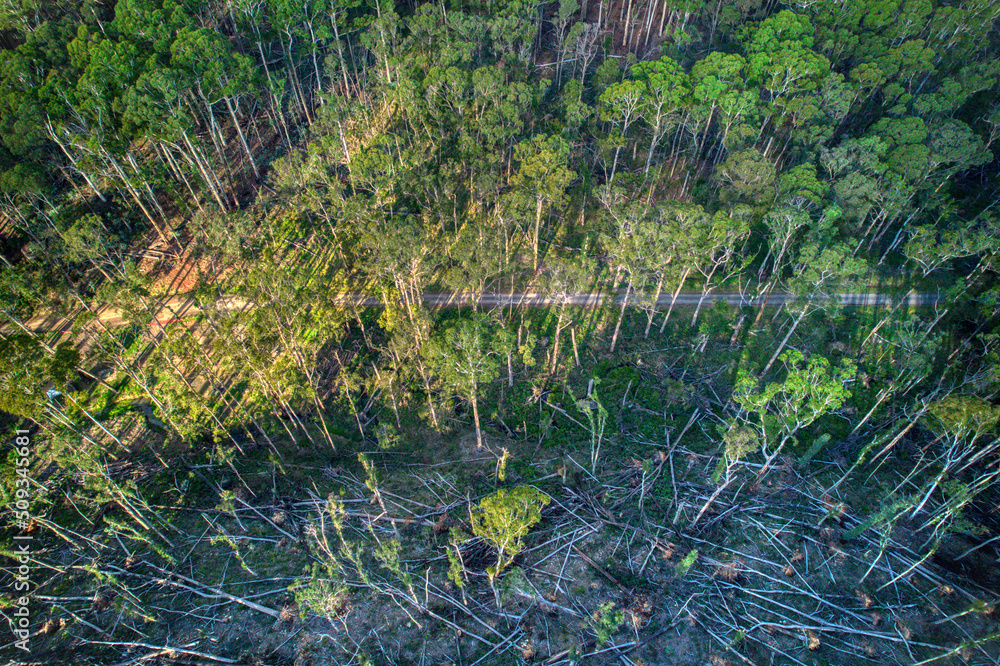 Aerial view of the Wombat State Forest with fallen trees near Lyonville, 9 months after a severe storm on 10 June 2021, Victoria, Australia.