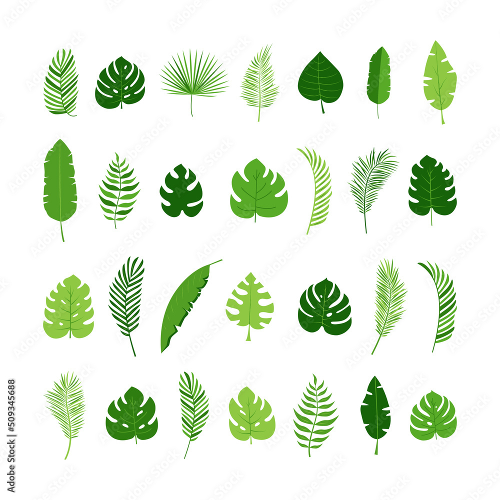 Leaf palm vector set, summer jungle tree, exotic foliage, green plant isolated on white background. Nature illustration Leaf palm vector set, summer jungle tree, exotic foliage, green plant isolated on white background. Nature illustration