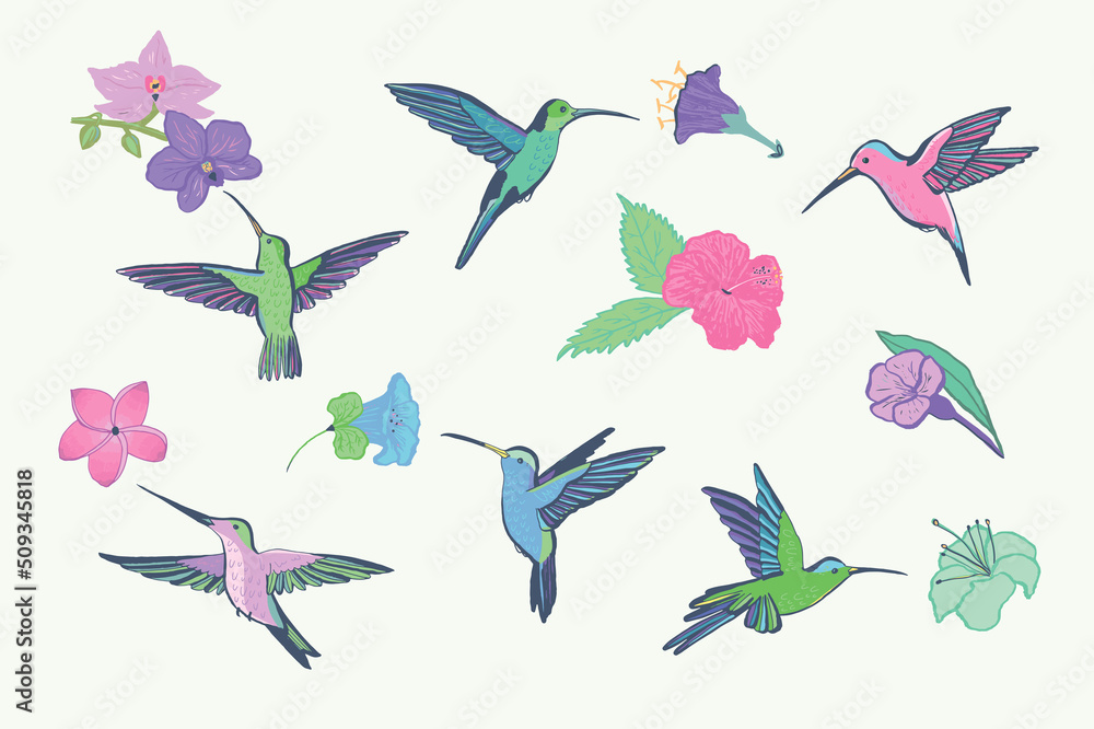 Fototapeta premium Colibri bird and flowers vector illustrations set