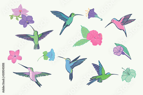 Colibri bird and flowers vector illustrations set