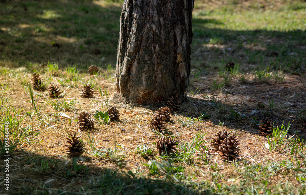 Pine cones on the ground in forest.