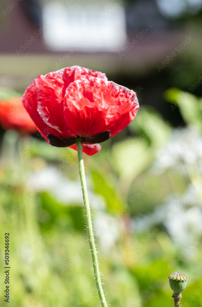 Obraz premium Den Helder, the Netherlands, May 2022. Close up of flowering red poppies.