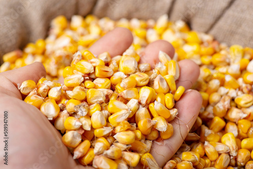 Farmer's hand with corn. Checking quality of corn grain after harvest