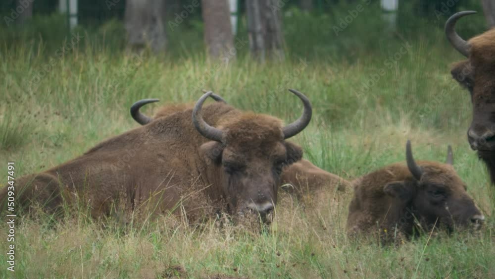 bison wild animal. bison parent with bison. wildlife. natural habitat of wild animals bison wild animal. bison parent with bison. wildlife. natural habitat of wild animals