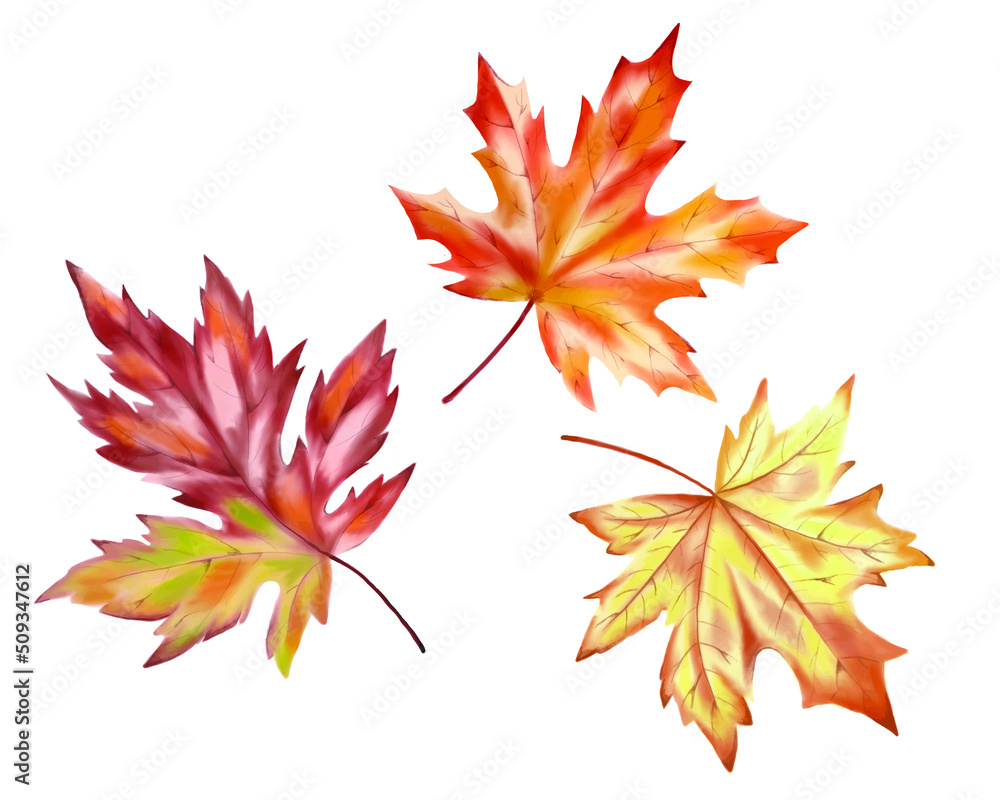 Fototapeta premium Hand drawn watercolor painting. Autumn leaves collection isolated on white background. To create invitations, labels, postcards.