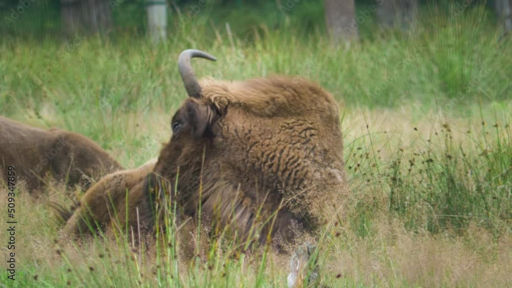 bison wild animal. wildlife. natural habitat of wild animals bison wild animal. wildlife. natural habitat of wild animals