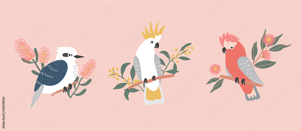 Native Exotic Australian Animals Parrot Cockatoo Isolated with Native Floral Eucalyptus Blossom Wattle Kookaburra Galah - obrazy, fototapety, plakaty 