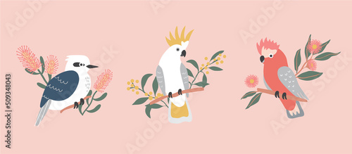 Native Exotic Australian Animals Parrot Cockatoo Isolated with Native Floral Eucalyptus Blossom Wattle Kookaburra Galah