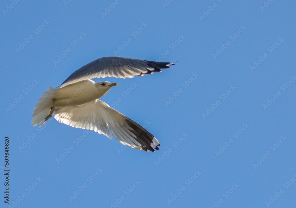 The black-headed gull (Chroicocephalus ridibundus) (Larus ridibundus). Bird in flight with its wings spread wide, Black Sea The black-headed gull (Chroicocephalus ridibundus) (Larus ridibundus). Bird in flight with its wings spread wide, Black Sea