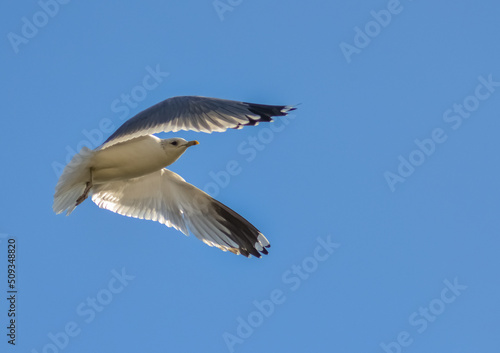 The black-headed gull (Chroicocephalus ridibundus) (Larus ridibundus). Bird in flight with its wings spread wide, Black Sea