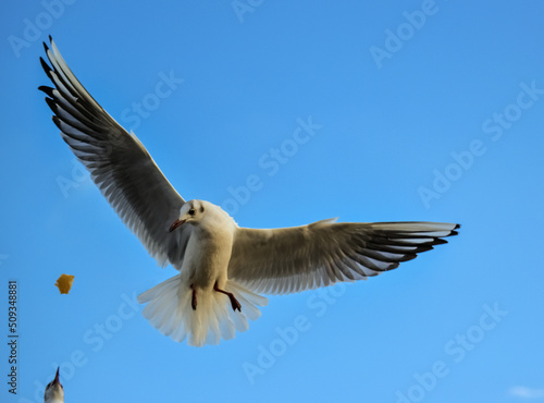 The black-headed gull  Chroicocephalus ridibundus   Larus ridibundus . Bird in flight with its wings spread wide  Black Sea