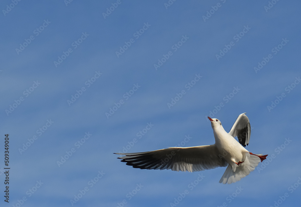 Obraz premium The black-headed gull (Chroicocephalus ridibundus) (Larus ridibundus). Bird in flight with its wings spread wide, Black Sea