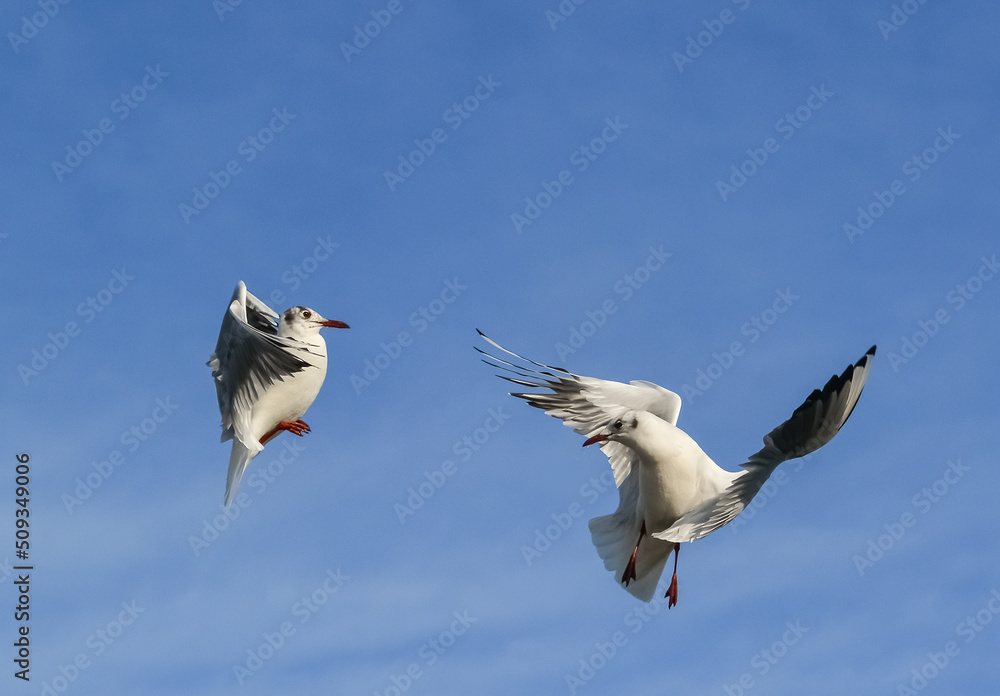 Obraz premium The black-headed gull (Chroicocephalus ridibundus) (Larus ridibundus). Bird in flight with its wings spread wide, Black Sea
