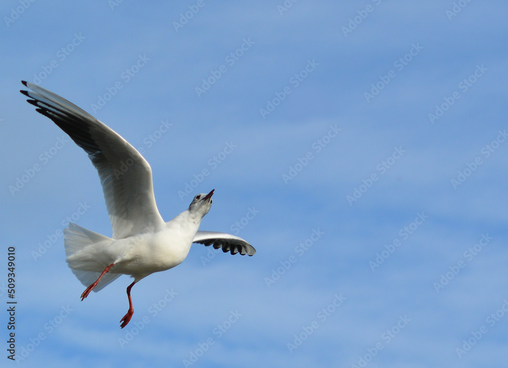 The black-headed gull (Chroicocephalus ridibundus) (Larus ridibundus). Bird in flight with its wings spread wide, Black Sea The black-headed gull (Chroicocephalus ridibundus) (Larus ridibundus). Bird in flight with its wings spread wide, Black Sea