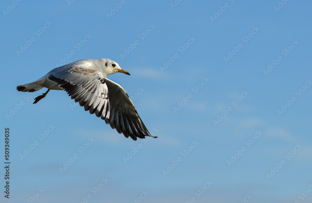 The black-headed gull (Chroicocephalus ridibundus) (Larus ridibundus). Bird in flight with its wings spread wide, Black Sea The black-headed gull (Chroicocephalus ridibundus) (Larus ridibundus). Bird in flight with its wings spread wide, Black Sea