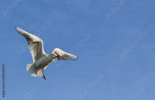 The black-headed gull  Chroicocephalus ridibundus   Larus ridibundus . Bird in flight with its wings spread wide  Black Sea