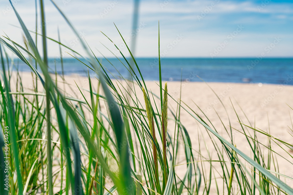 Fototapeta premium seaside background, beach grass against empty beach, ocean and blue sky