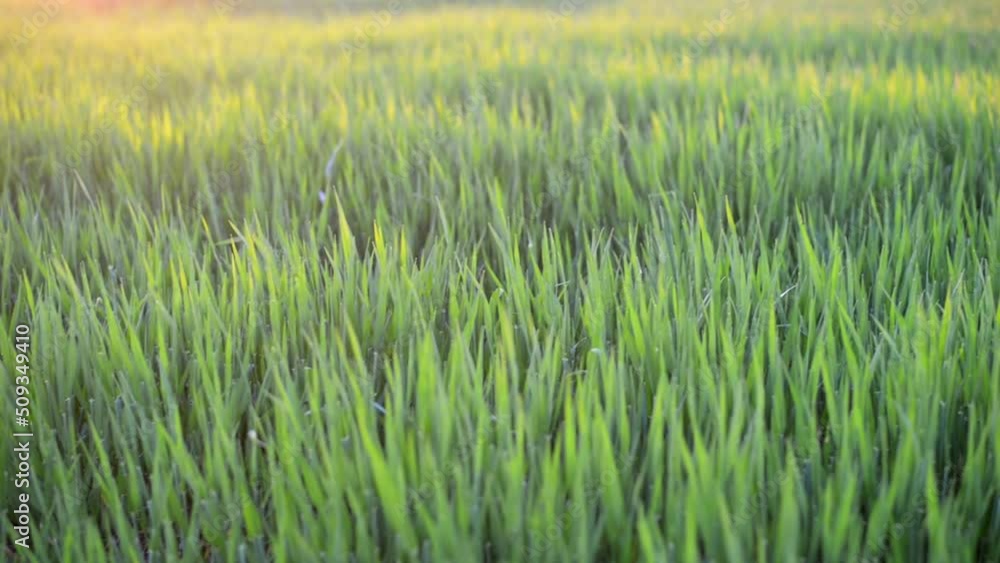 Numerous lush blades of grass waving in the wind during a colourful countryside sunset. Close up slider shot Numerous lush blades of grass waving in the wind during a colourful countryside sunset. Close up slider shot