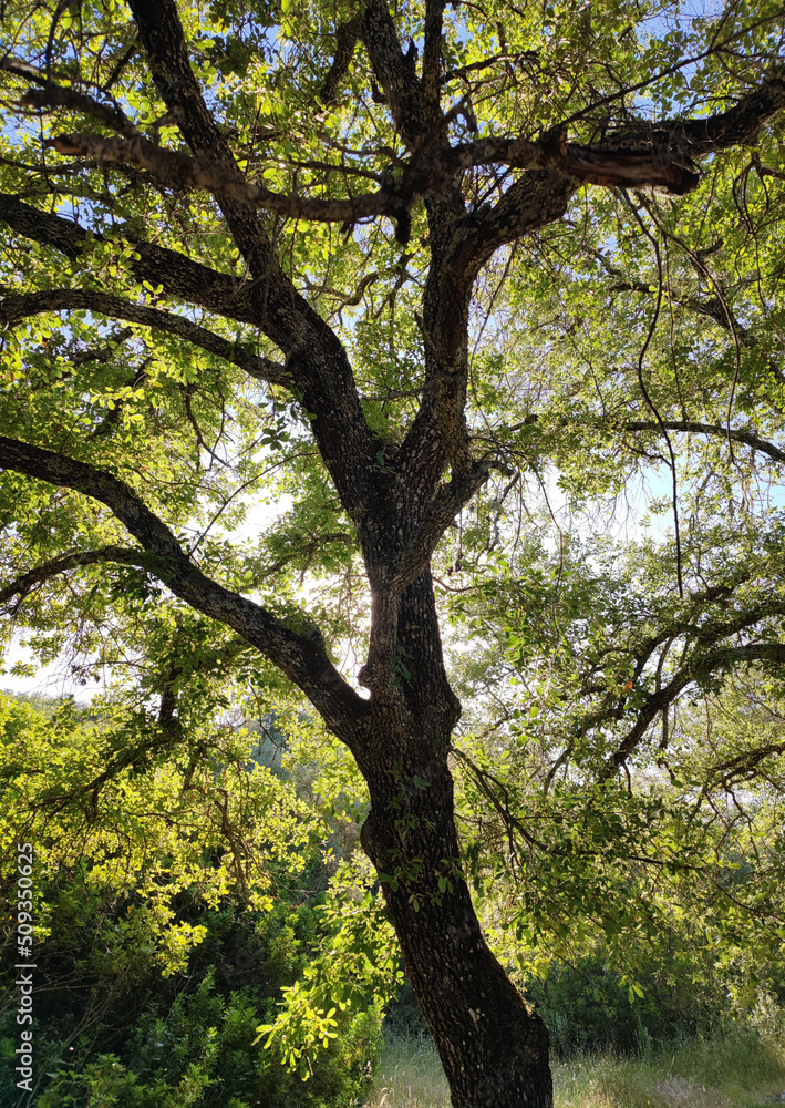 old holm oak tree in the evening sun shining through the foliage giving a beautiful light