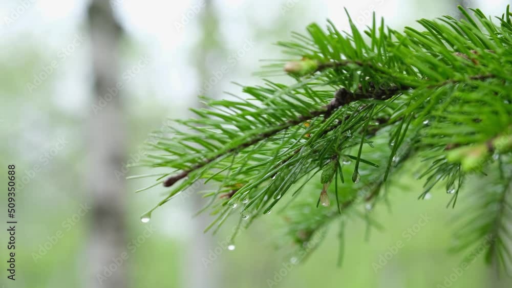 A spruce branch with raindrops sways in the wind during a light rain. A spruce branch with raindrops sways in the wind during a light rain.