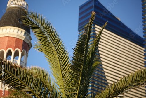 Palm leaves on a sunny day © malazoniia