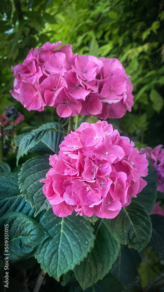 A blooming hydrangea with deep pink flowers A blooming hydrangea with deep pink flowers