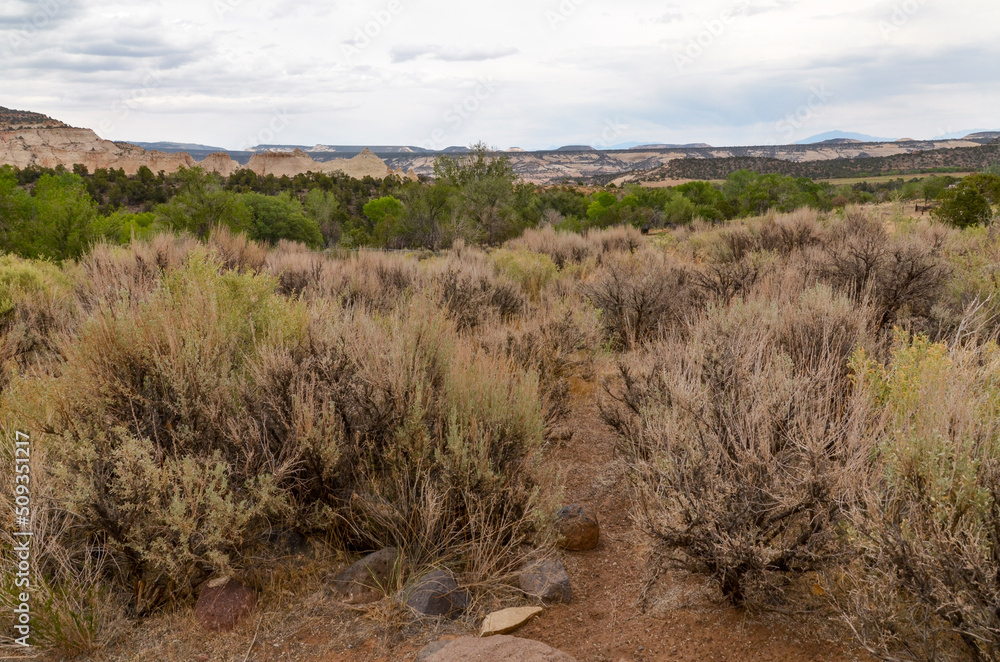sand trail crossing sagebrush in Anasazi State Park (Boulder, Utah, USA) sand trail crossing sagebrush in Anasazi State Park (Boulder, Utah, USA)