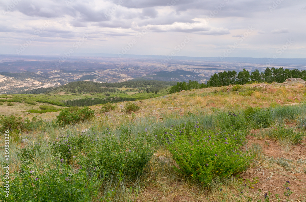 alpine meadows and forests at the top of Boulder Mountain on Aquarius Plateau (Dixie National Forest, Utah)
alpine meadows and forests at the top of Boulder Mountain on Aquarius Plateau (Dixie National Forest, Utah)