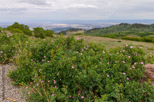 rosehip bushes, meadows and forests at the top of Boulder Mountain on Aquarius Plateau (Dixie National Forest, Utah) photo