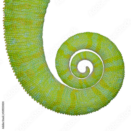 Chamäleon Schwanz Makro isoliert. Weisser Hintergrund.
Spiral Schwanz eines mehrfarbigen Jemen-Chamäleon.
Wissenschaftlicher Name Chamaeleo calyptratus.