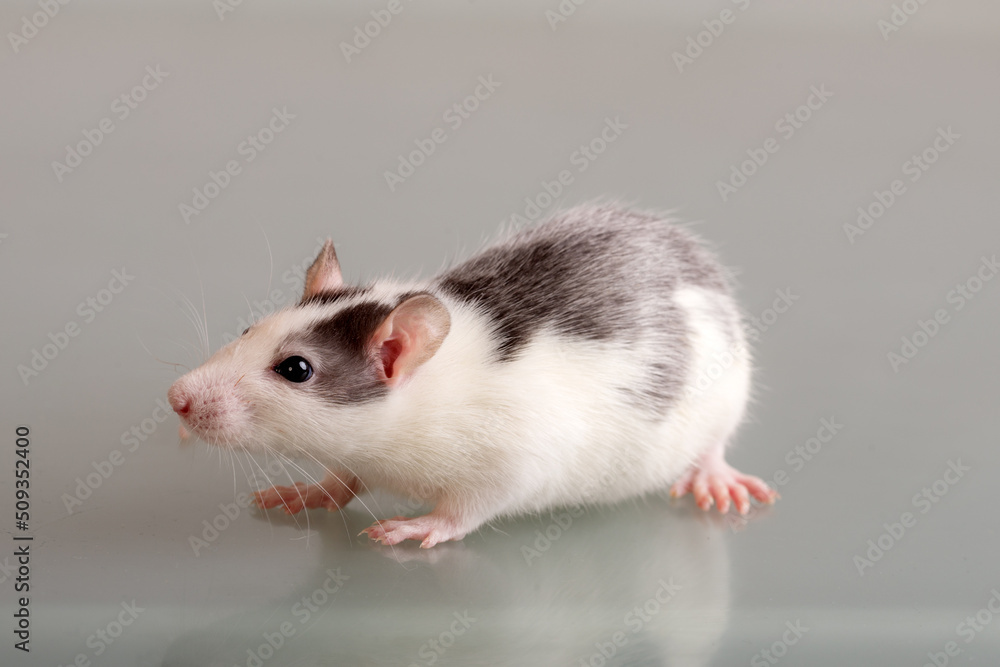 portrait of domestic baby rat