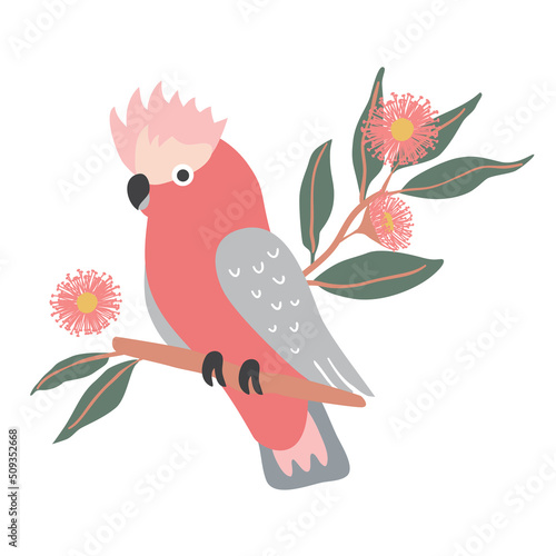 Native Exotic Australian Animals Pink Galah Parrot Cockatoo Isolated with Native Floral Eucalyptus Blossom Wattle