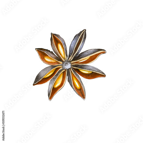 Watercolor illustration of the star anise