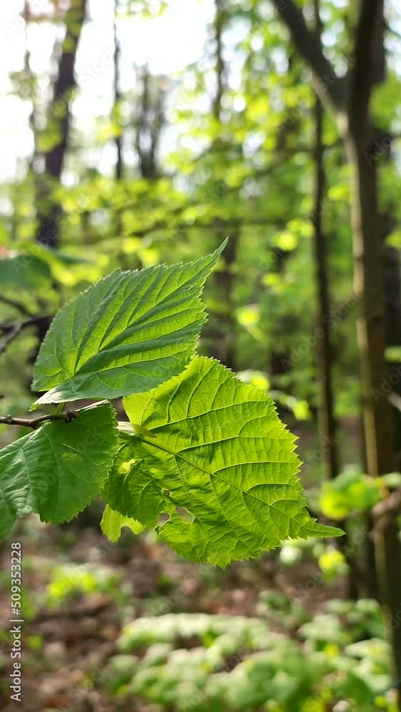 Fresh bright green leaf shines through in rays of sun on branch tree in forest on spring day close-up. Wildlife, nature, plants. Sunny morning. Beautiful natural background template. Vertical video Fresh bright green leaf shines through in rays of sun on branch tree in forest on spring day close-up. Wildlife, nature, plants. Sunny morning. Beautiful natural background template. Vertical video