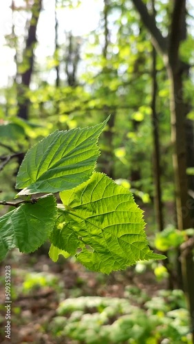 Wallpaper Mural Fresh bright green leaf shines through in rays of sun on branch tree in forest on spring day close-up. Wildlife, nature, plants. Sunny morning. Beautiful natural background template. Vertical video Torontodigital.ca