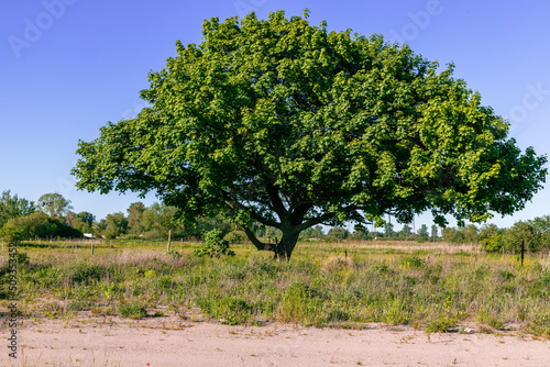 Fotografie A large, branchy tree in a meadow