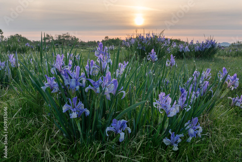 Fototapeta blooming flowers irises in a green field in the steppe at dawn or sunset summer