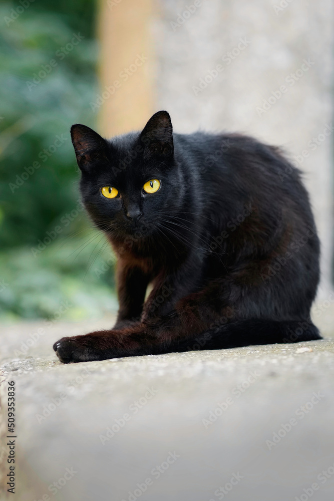 Portrait shot of beautiful black stray cat with yellow eyes sitting on the ground Portrait shot of beautiful black stray cat with yellow eyes sitting on the ground