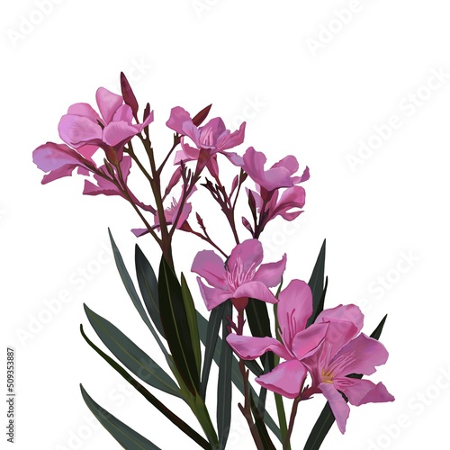 Tropical illustration  pink oleander flowers on a branch with leaves realistically drawn in digital