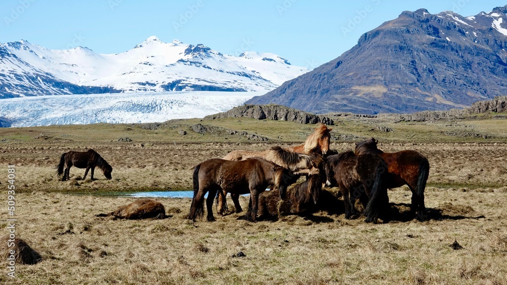 Islandpferde in der isländischen Landschaft. Islandpferde in der isländischen Landschaft.