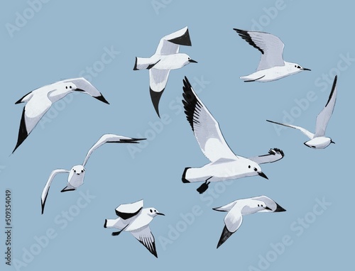 Obraz na płótnie Print, illustration with simple graphic seagulls on a blue background