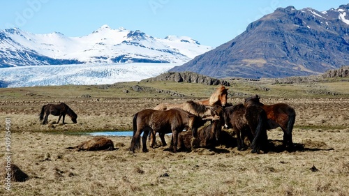 Islandpferde in der isl  ndischen Landschaft.