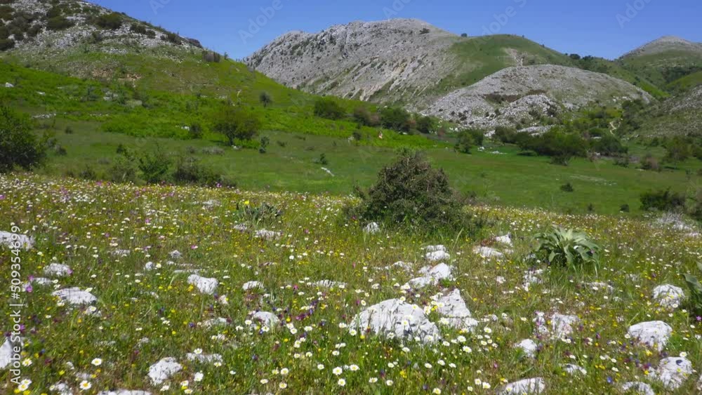 Beautiful green European alpine valley full of flowers in spring splendor. 4K aerial Beautiful green European alpine valley full of flowers in spring splendor. 4K aerial