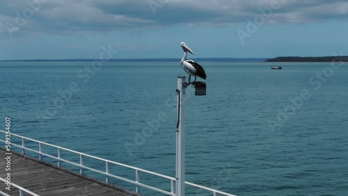 Isolated pelican perched on Urangan pier lamp, Hervey Bay in Queensland, Australia. Aerial circling photo