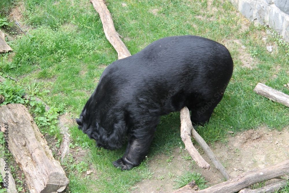A bear in the courtyard of Konopiste Castle, Czech Republic A bear in the courtyard of Konopiste Castle, Czech Republic