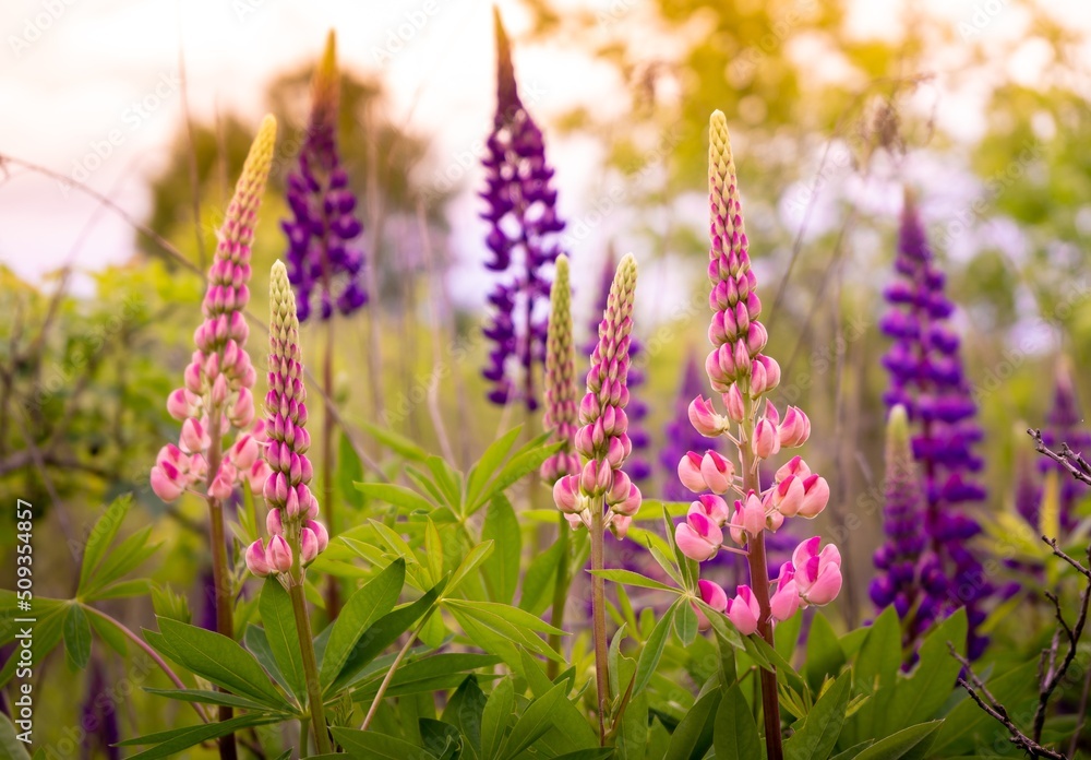 Obraz premium A field of blooming lupine flower. Lupinus, lupin meadow with purple and pink flowers. Summer flower background.