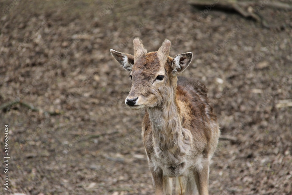 Baby Fallow deer in Konopiste, Czech Republic Baby Fallow deer in Konopiste, Czech Republic